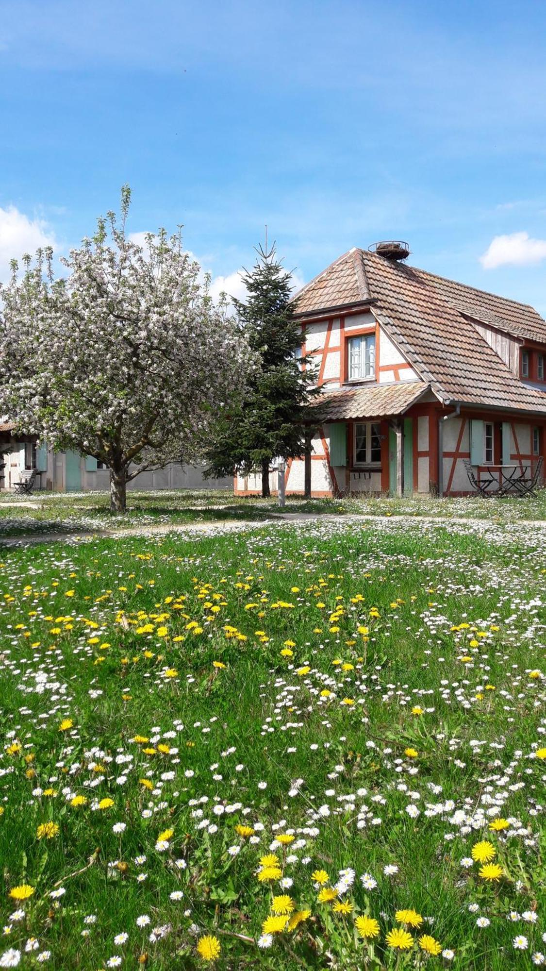 אונגרסהיים Les Loges De L'Ecomusee D'Alsace מראה חיצוני תמונה